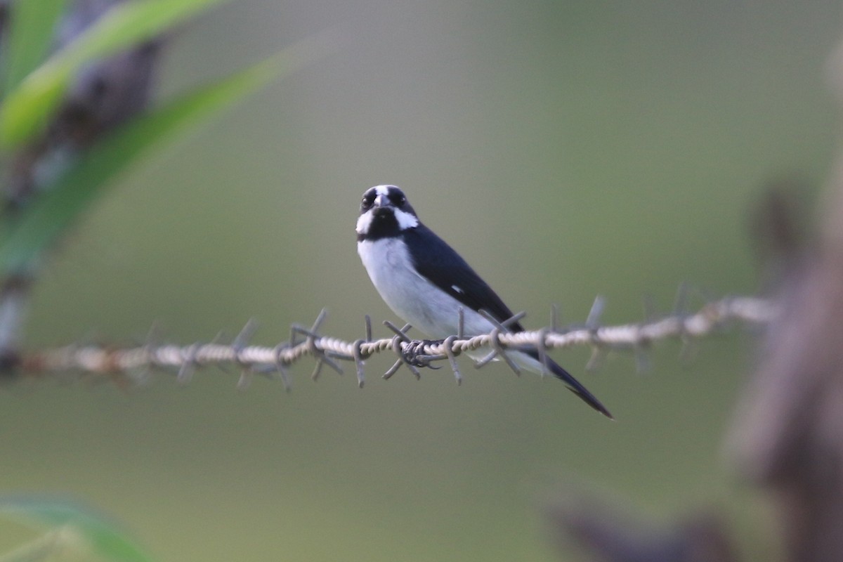 Lined Seedeater - Ian Thompson