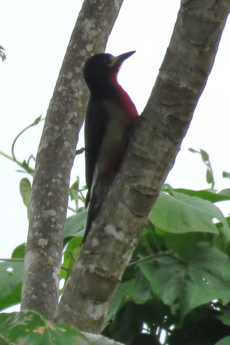 Puerto Rican Woodpecker - John Zakelj