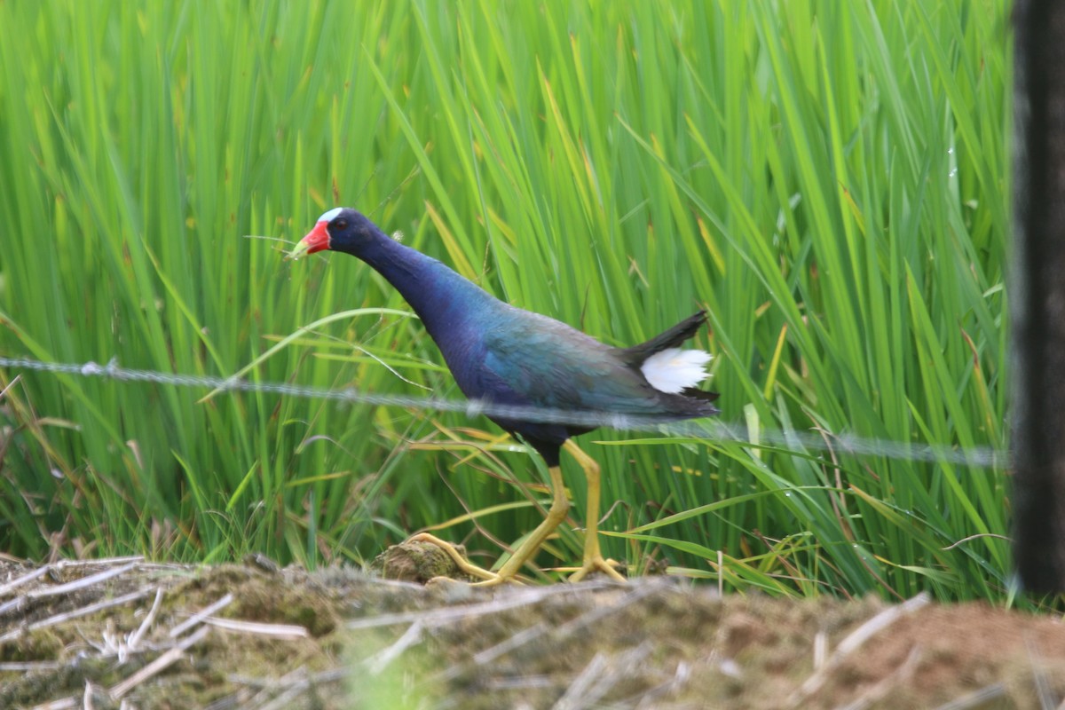 Purple Gallinule - ML133540491