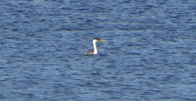 Western Grebe - ML133540581