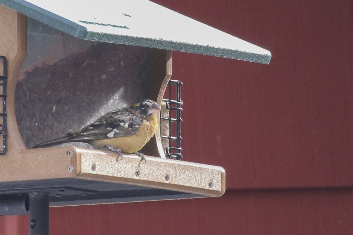 Black-headed Grosbeak - ML133542951