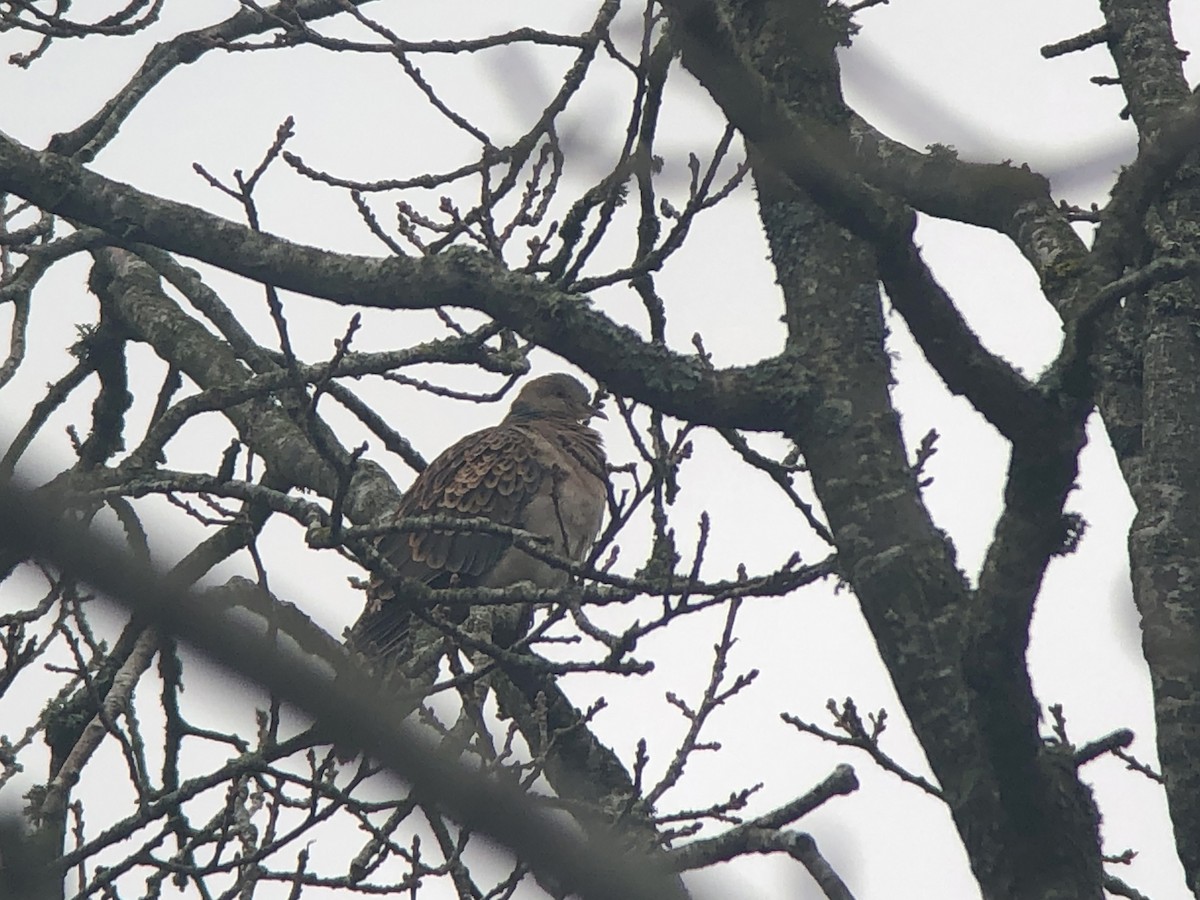 תור מזרחי - ML133543031