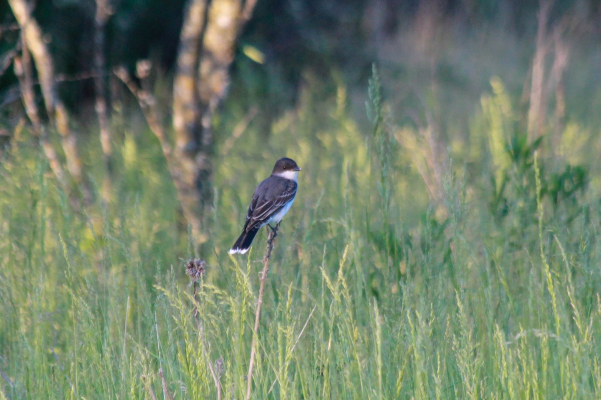 Eastern Kingbird - ML133544621