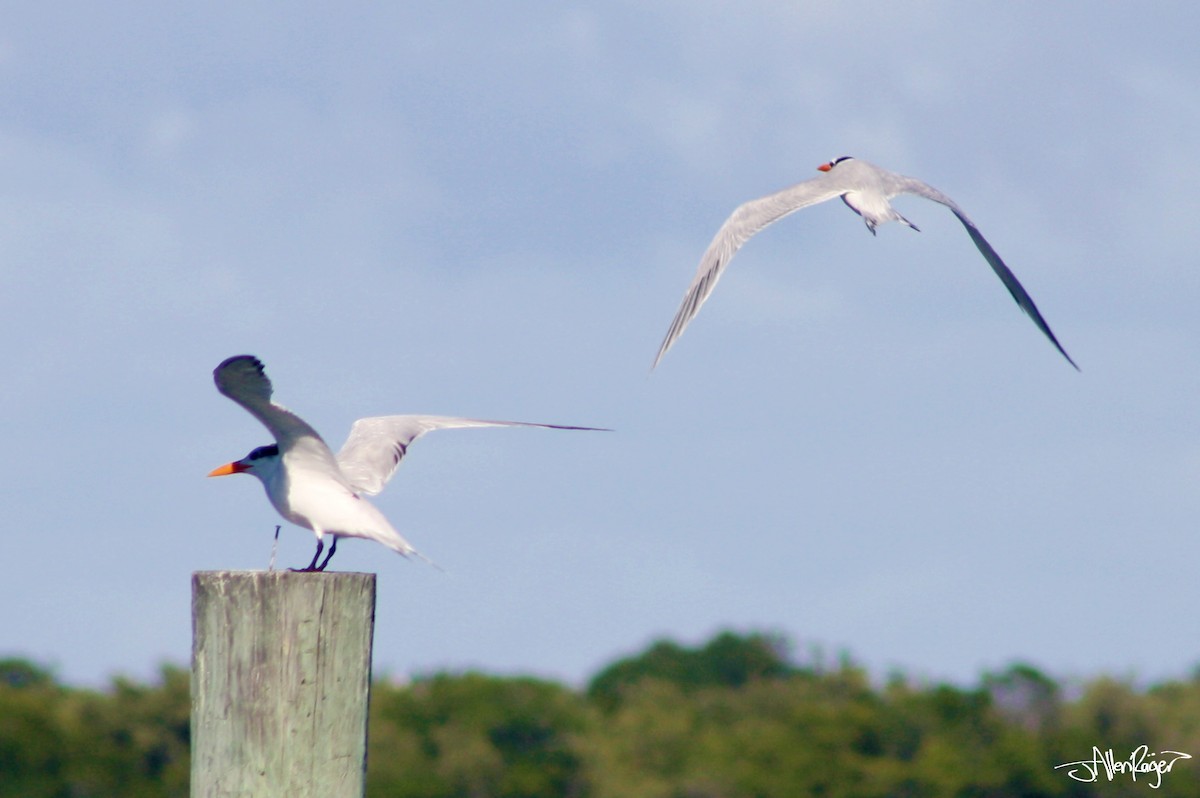 Royal Tern - ML133544871