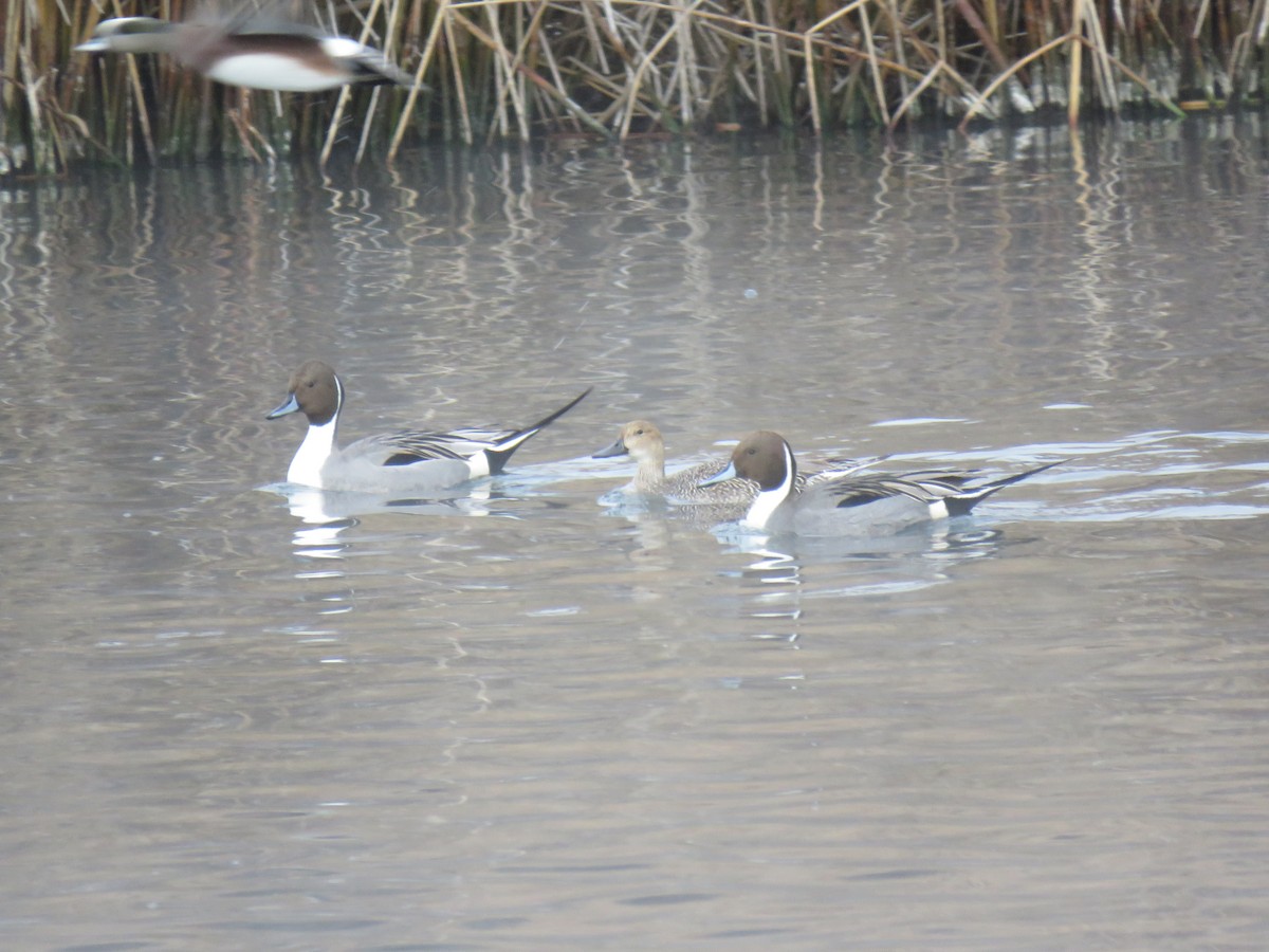 Northern Pintail - ML133547451