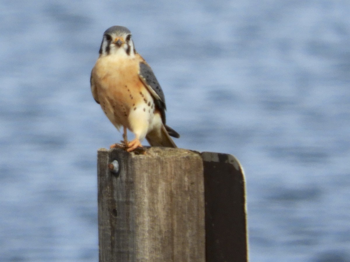 American Kestrel - ML133549701