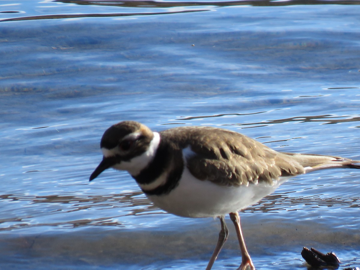 Killdeer - ML133550051