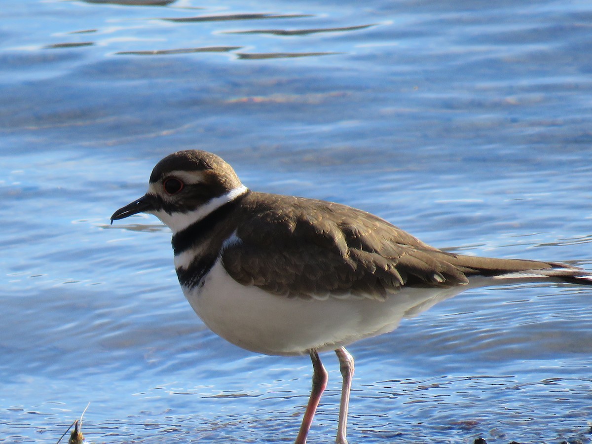 Killdeer - ML133550291