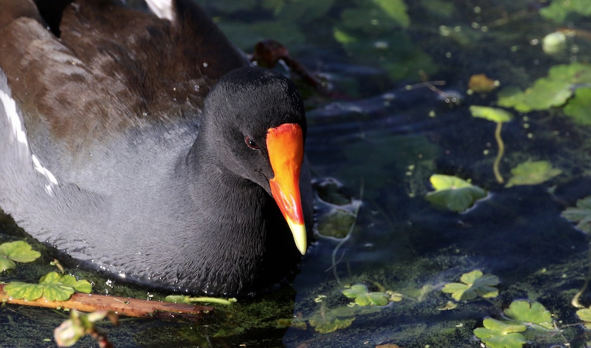 Common Gallinule - Peter Svensson