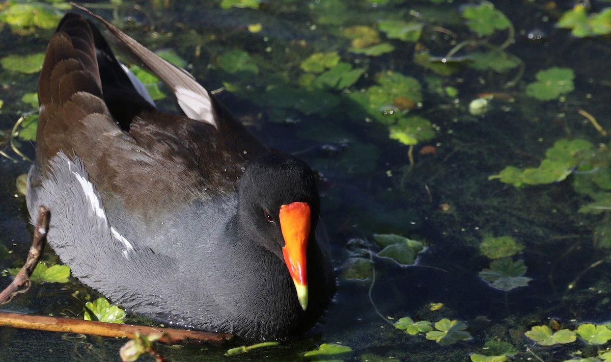 Common Gallinule - Peter Svensson