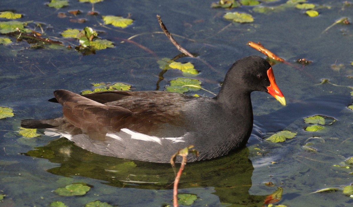 Common Gallinule - Peter Svensson