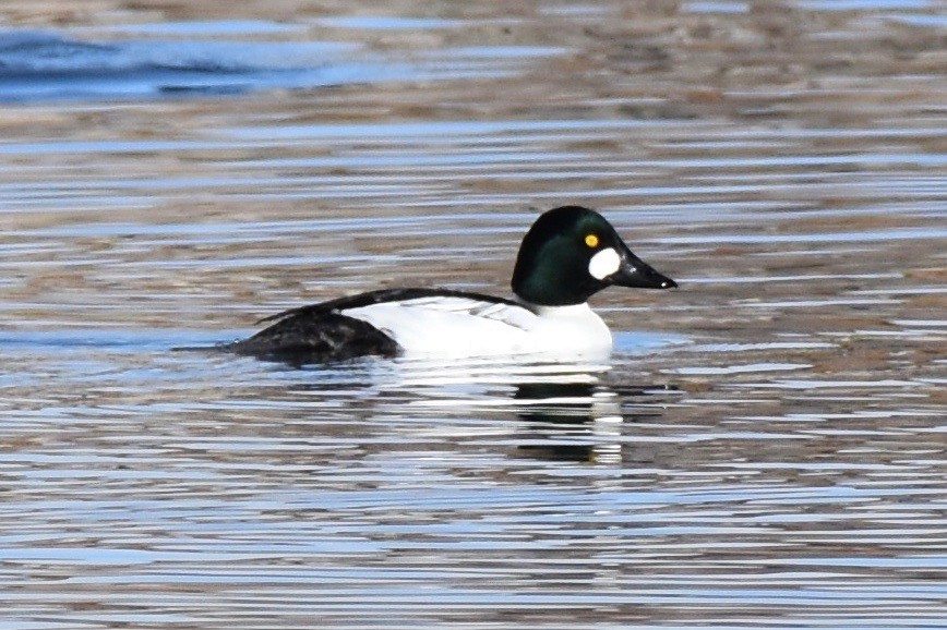 Common Goldeneye - ML133553581