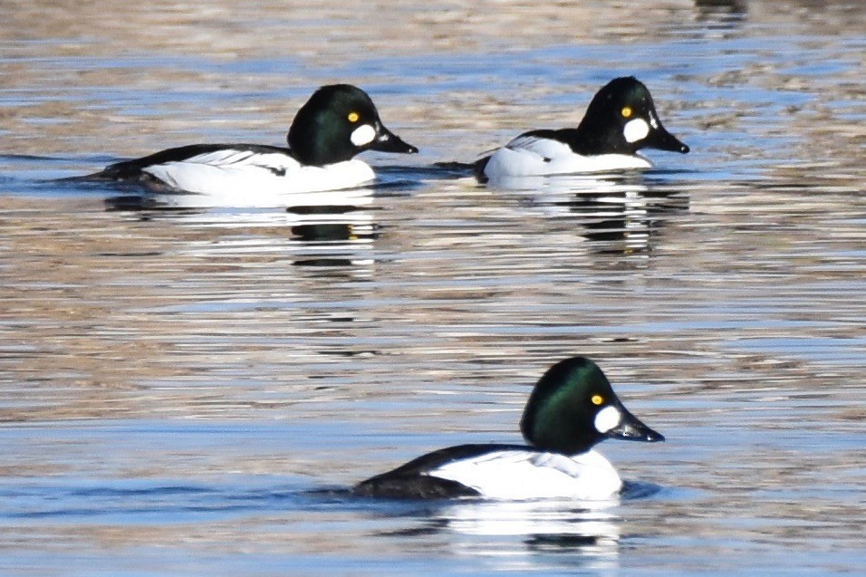 Common Goldeneye - ML133553591