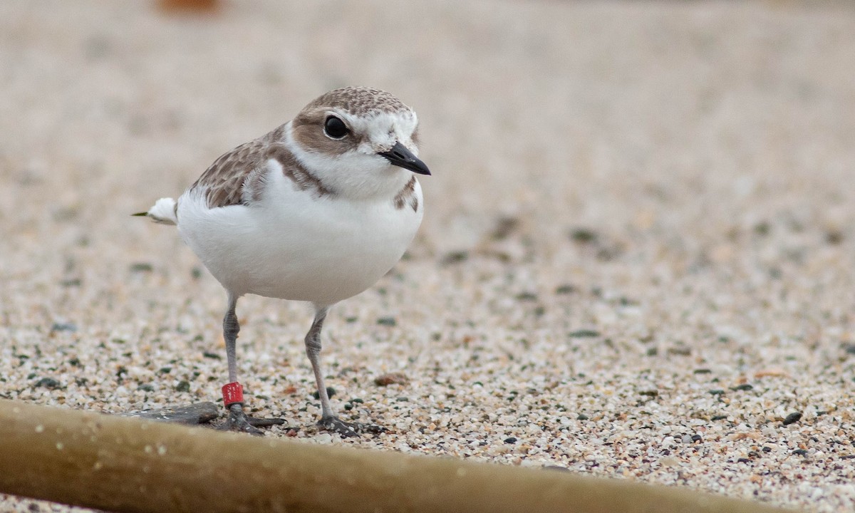 Snowy Plover - ML133556011