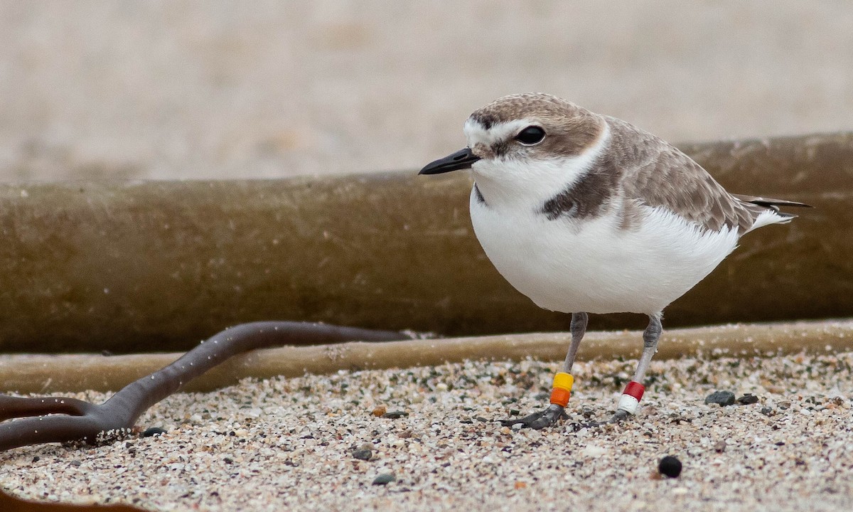 Snowy Plover - ML133556031