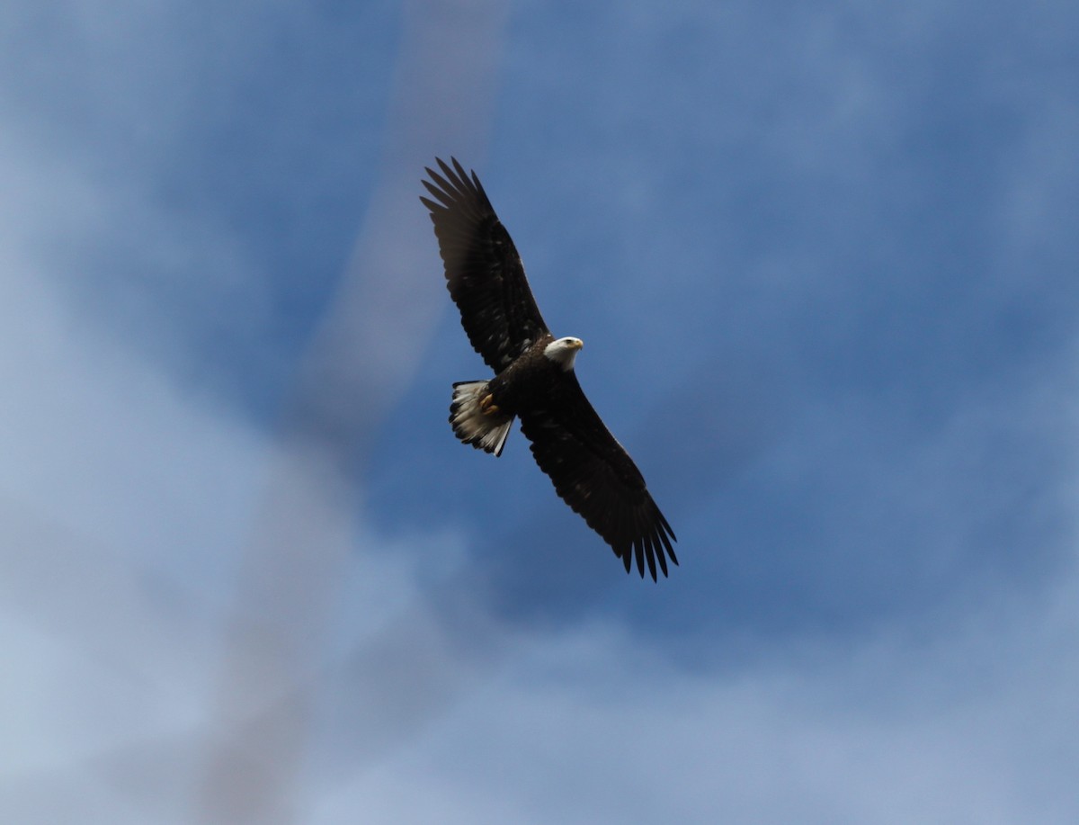 Bald Eagle - ML133556641