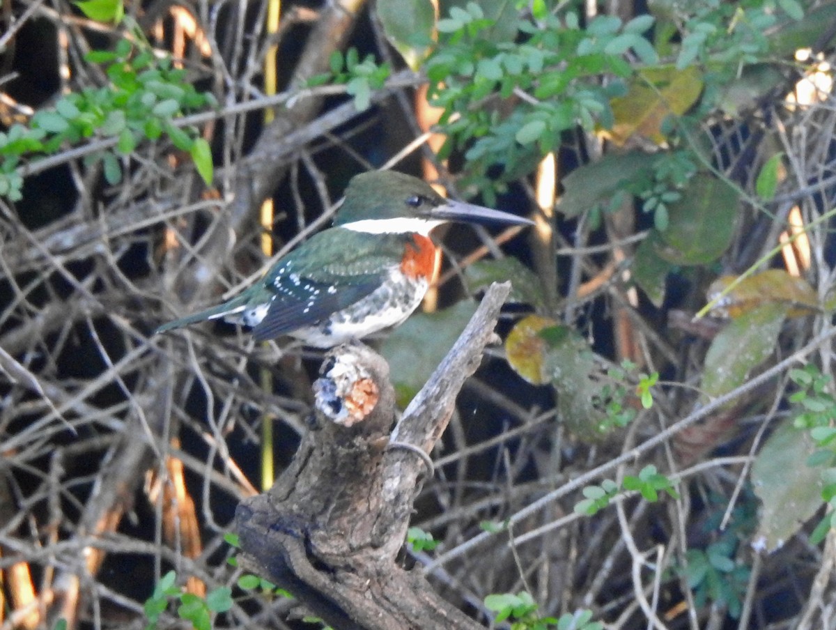 Martin-pêcheur vert - ML133556751