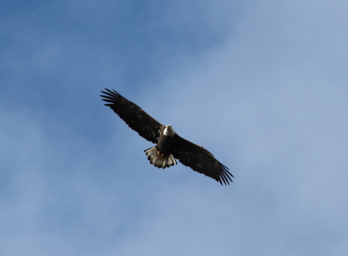 Bald Eagle - ML133556771