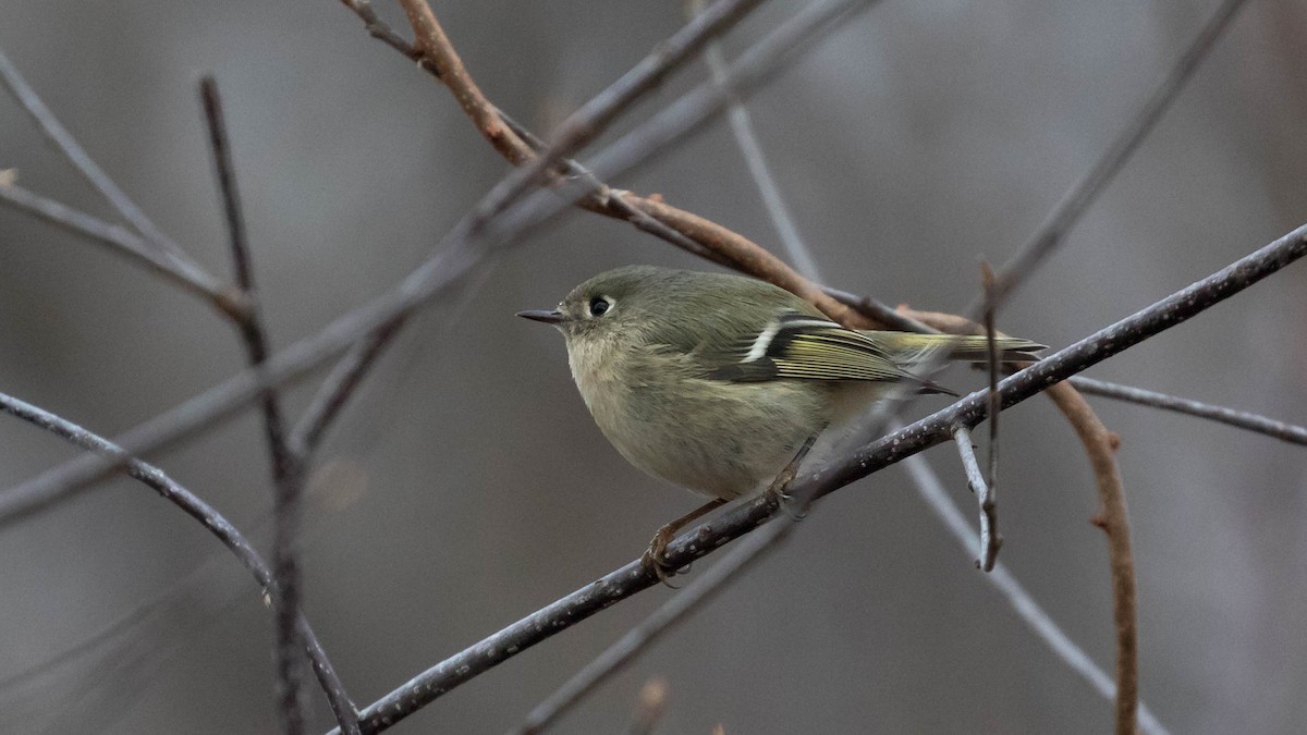 Ruby-crowned Kinglet - ML133557081