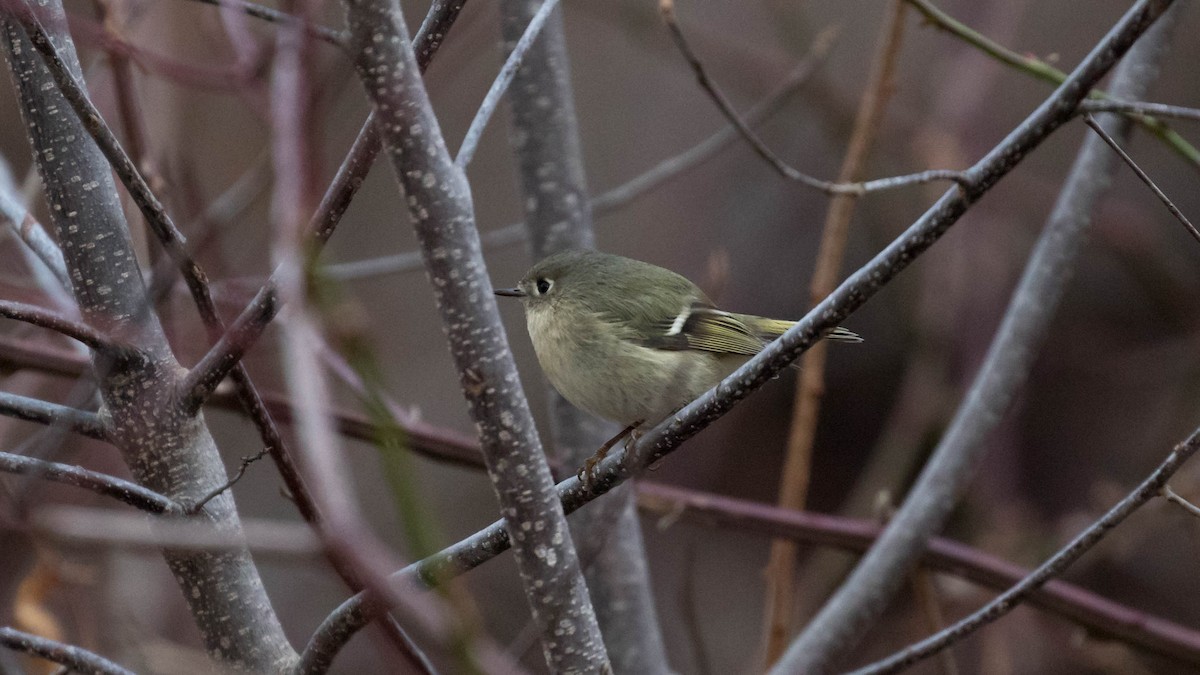 Ruby-crowned Kinglet - Erik Nielsen