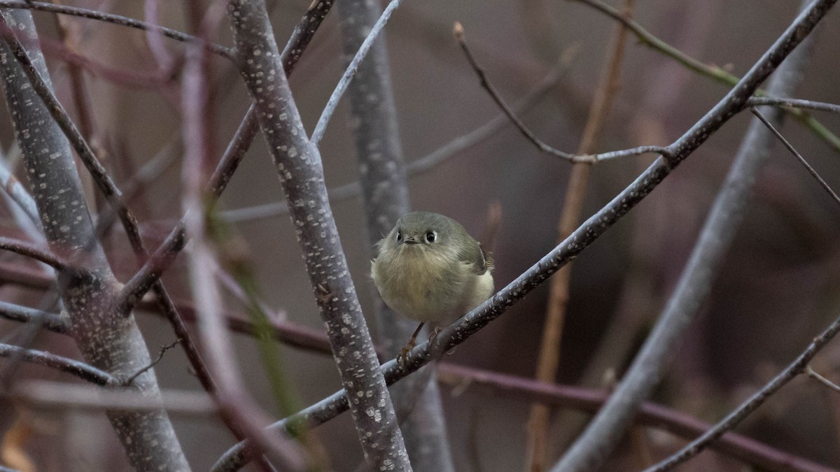 Ruby-crowned Kinglet - ML133557101