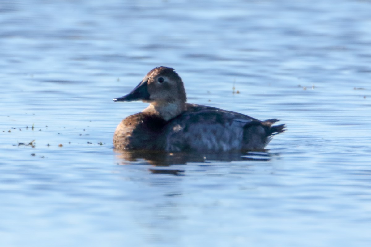 Canvasback - ML133558831