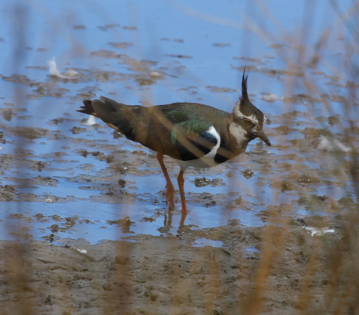 Northern Lapwing - Andrew Steele