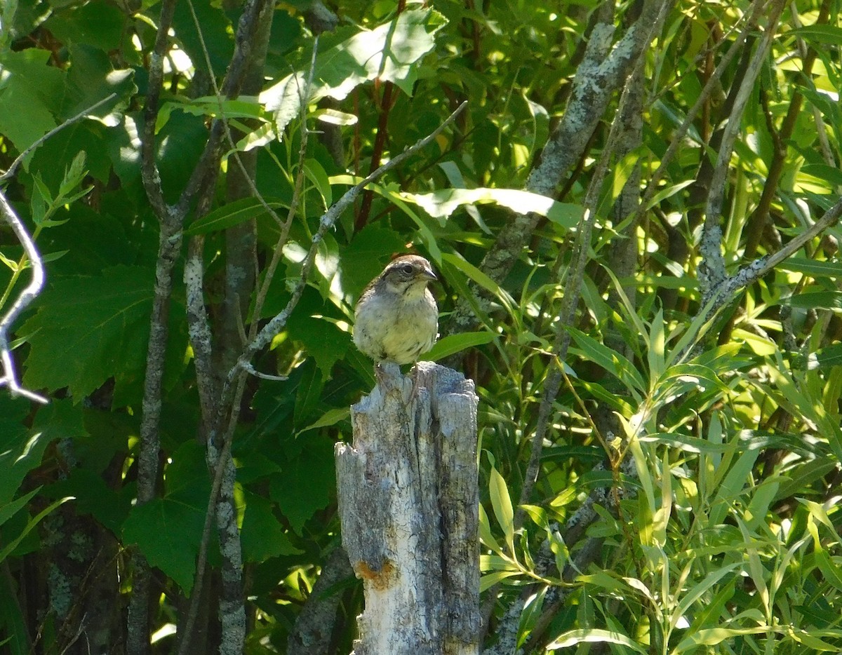 Swamp Sparrow - ML133559981