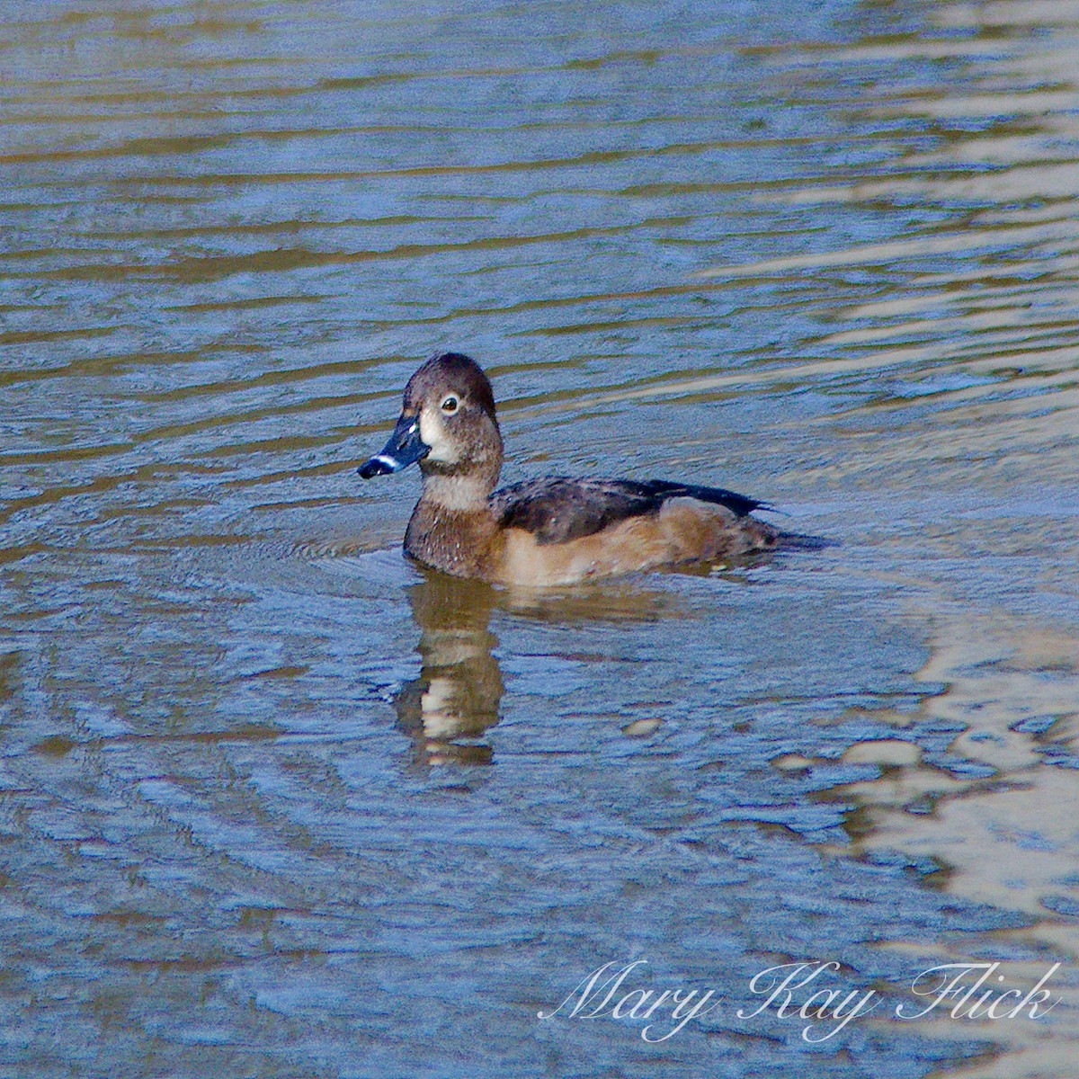 Ring-necked Duck - ML133560901