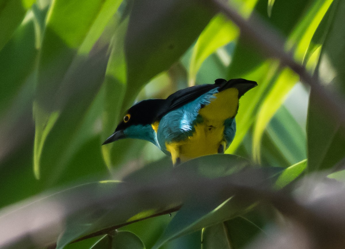 Dacnis Carinegro - ML133561521