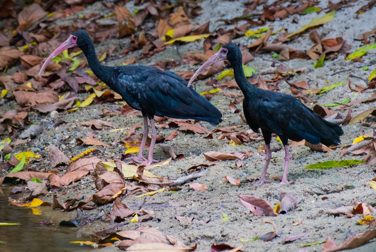 Ibis Afeitado - ML133561811