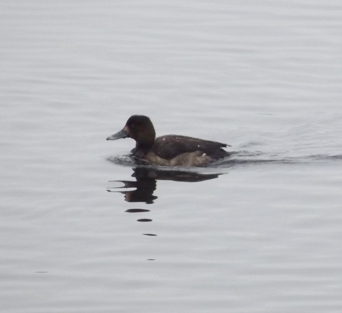 Greater Scaup - Jamie Huskins