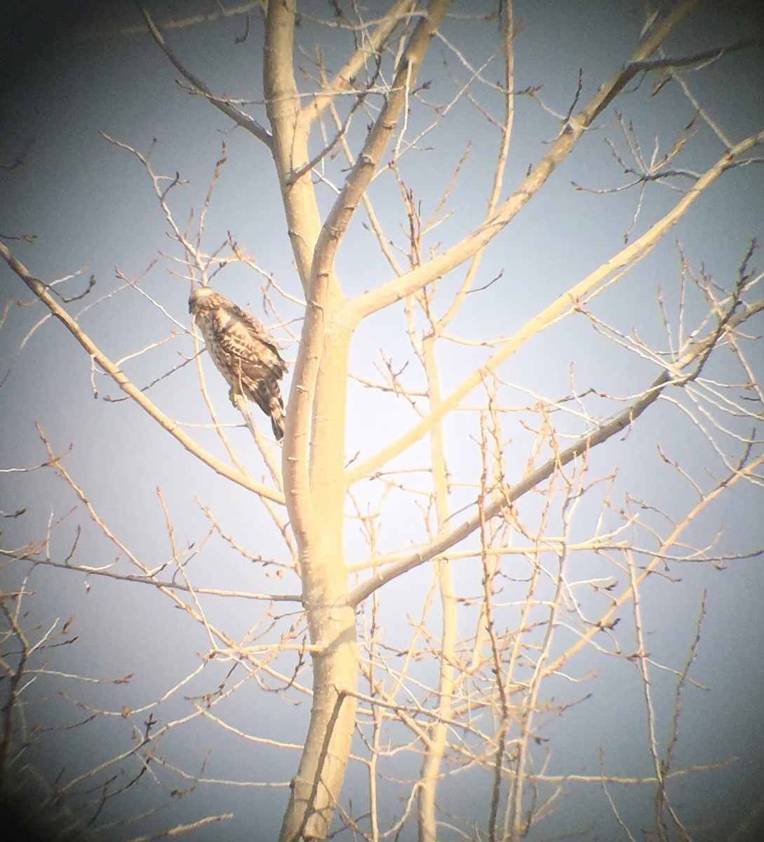 American Goshawk - ML133566131