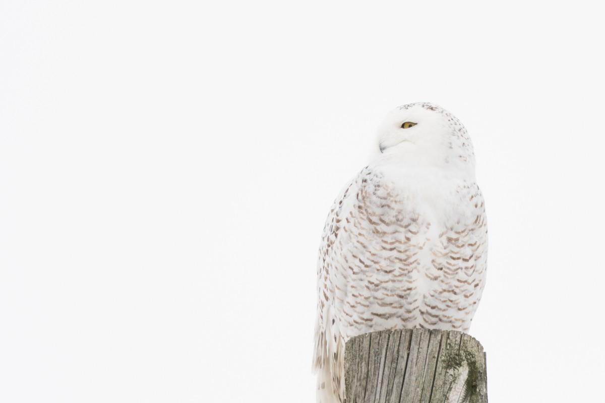 Snowy Owl - ML133566411