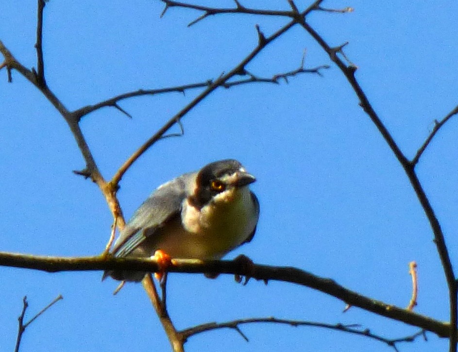 Hooded Tanager - ML133566811