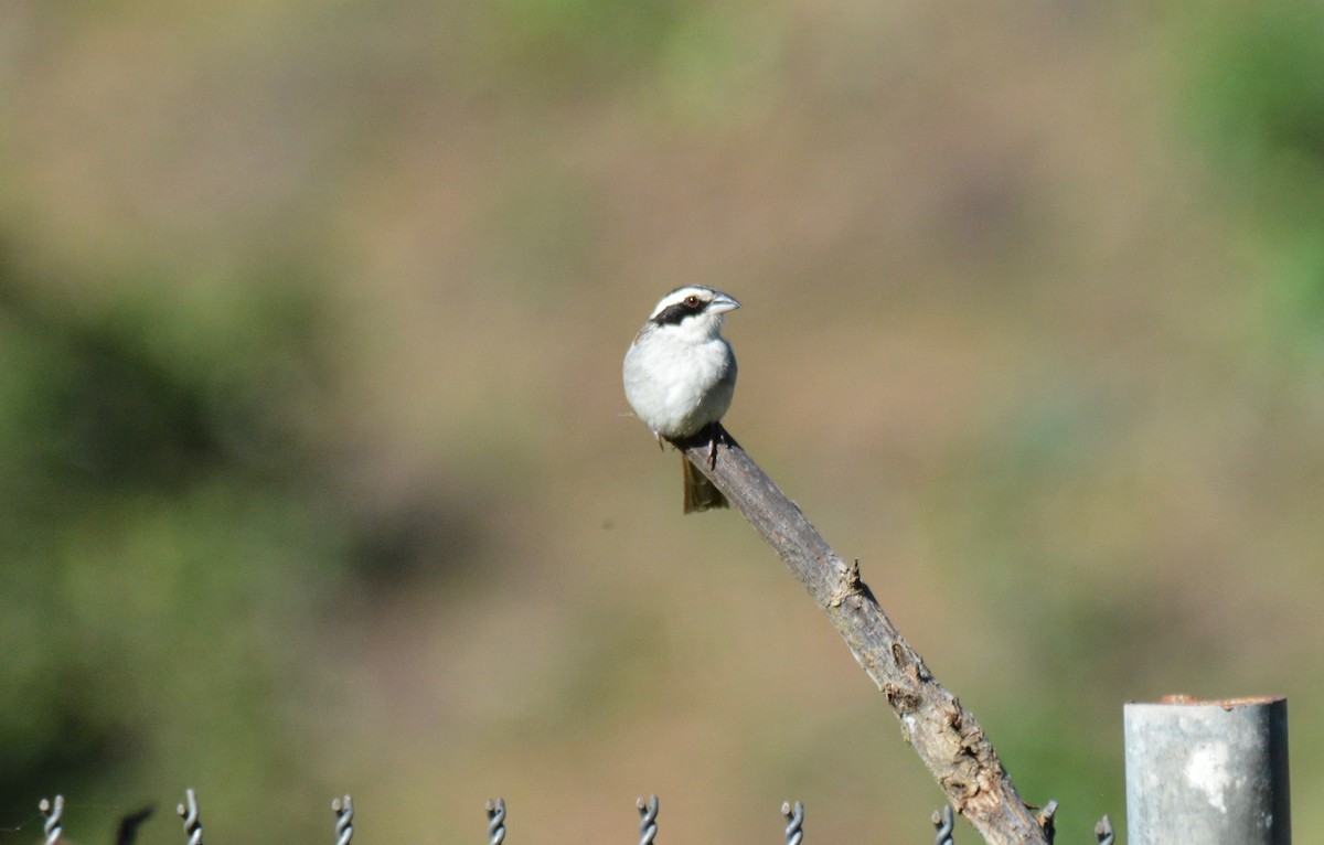 Stripe-headed Sparrow - ML133566961