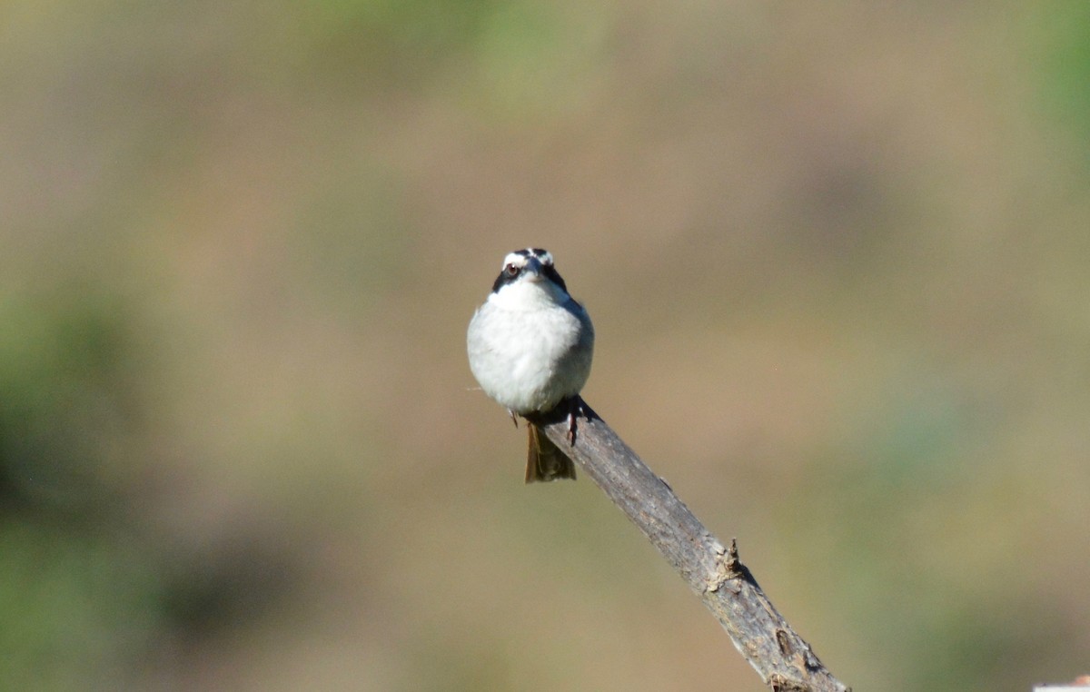 Stripe-headed Sparrow - ML133566971