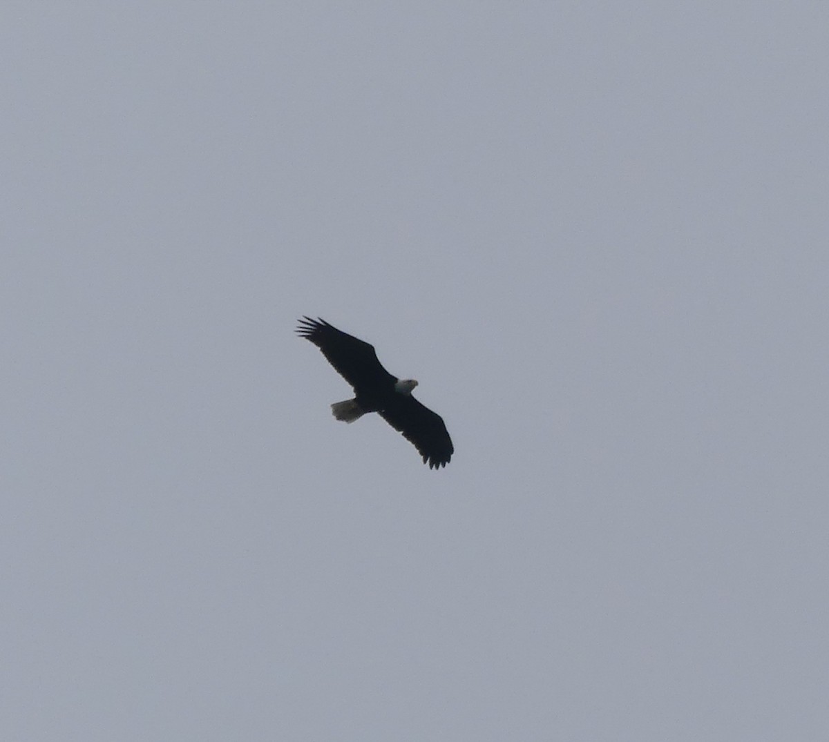 Bald Eagle - ML133568221