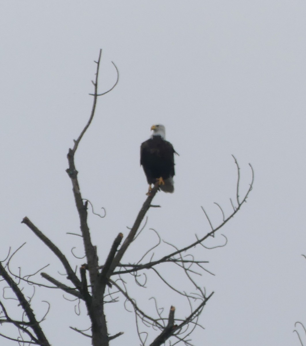 Bald Eagle - ML133568261