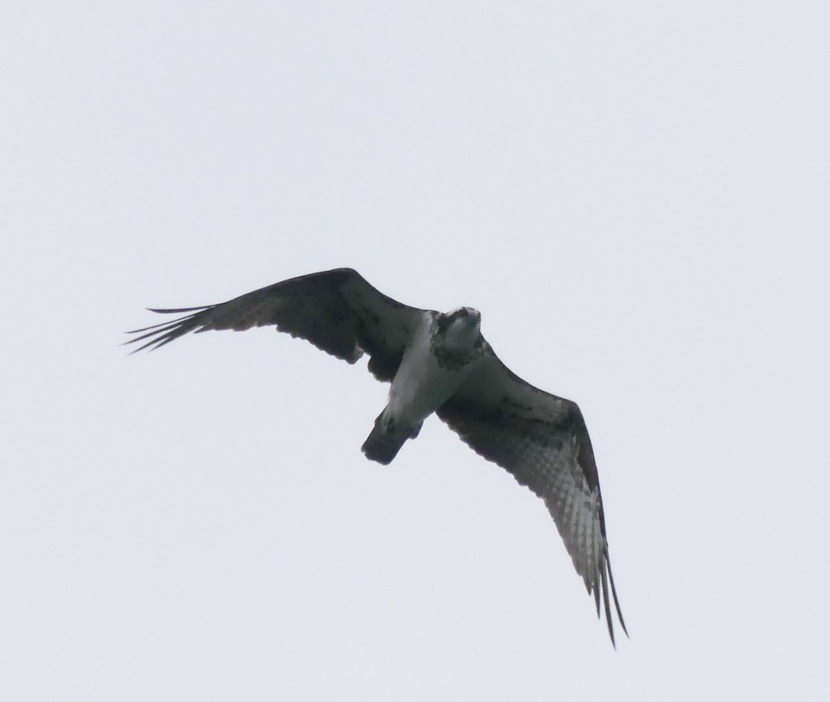 Águila Pescadora - ML133568661