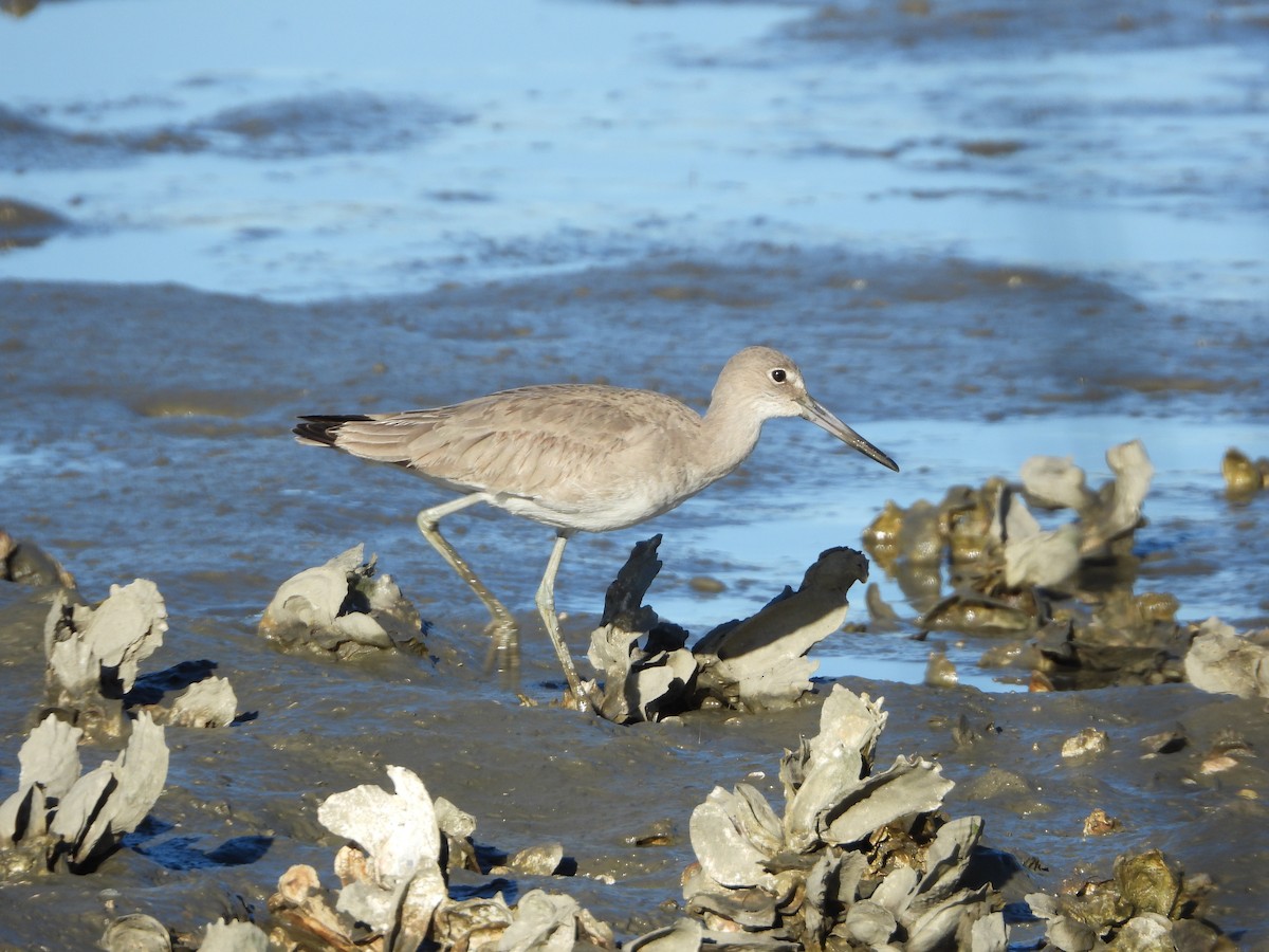 Willet - ML133569851