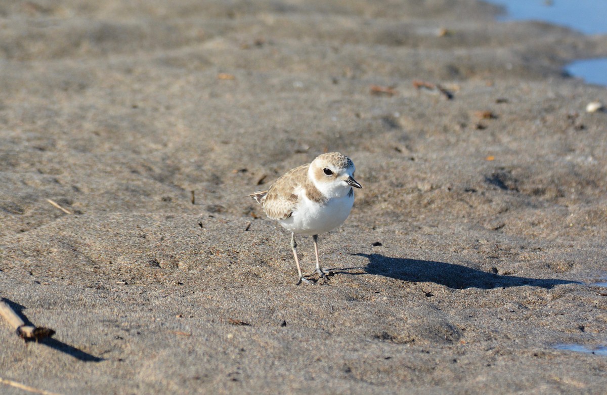 Snowy Plover - Nate Brown