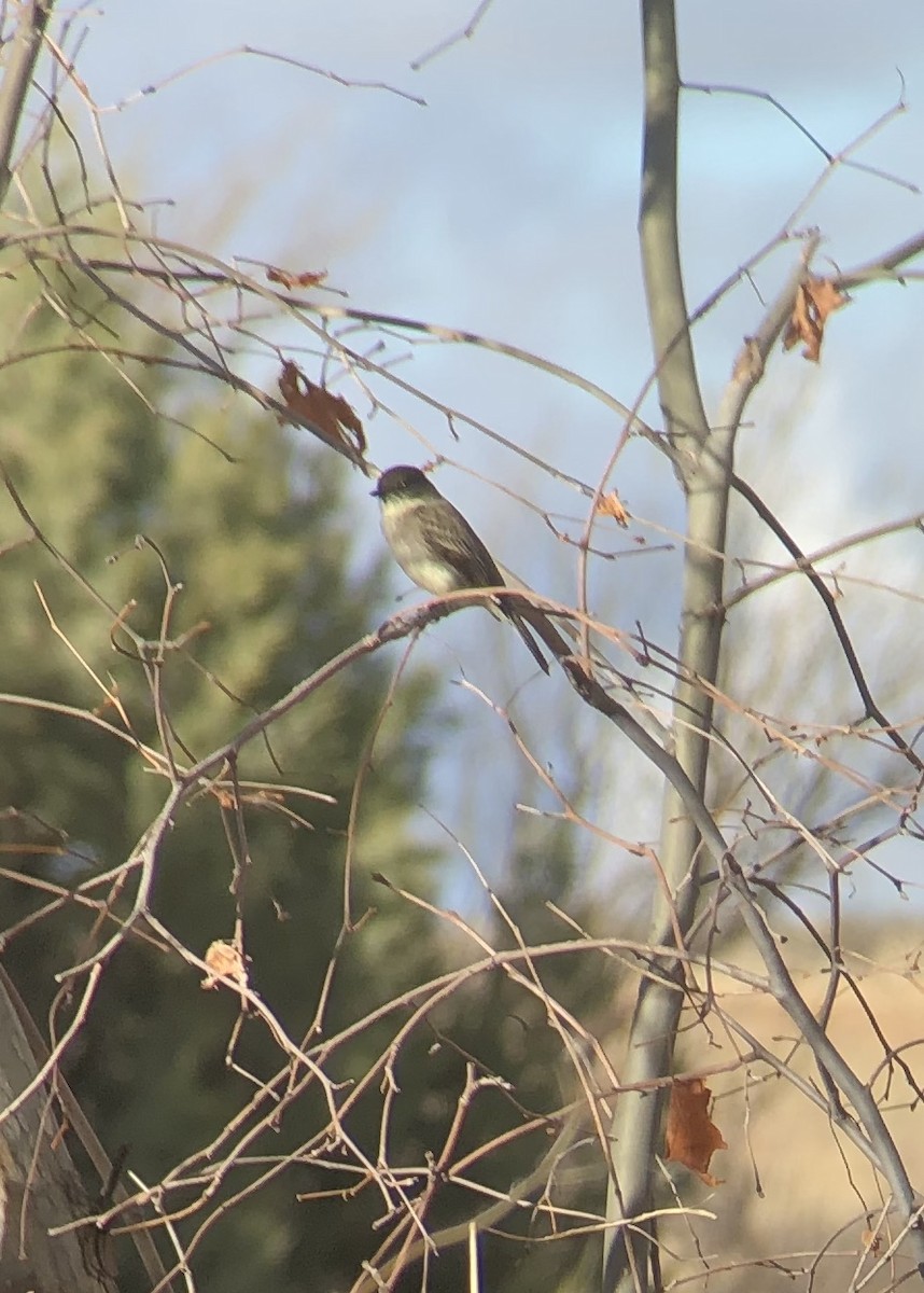 Eastern Phoebe - Ken Blankenship