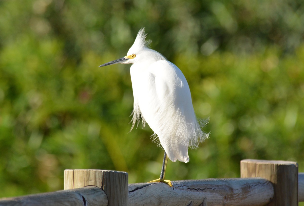 Snowy Egret - ML133571651