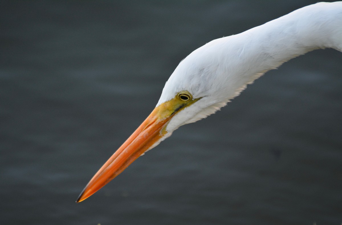 Great Egret - Nate Brown