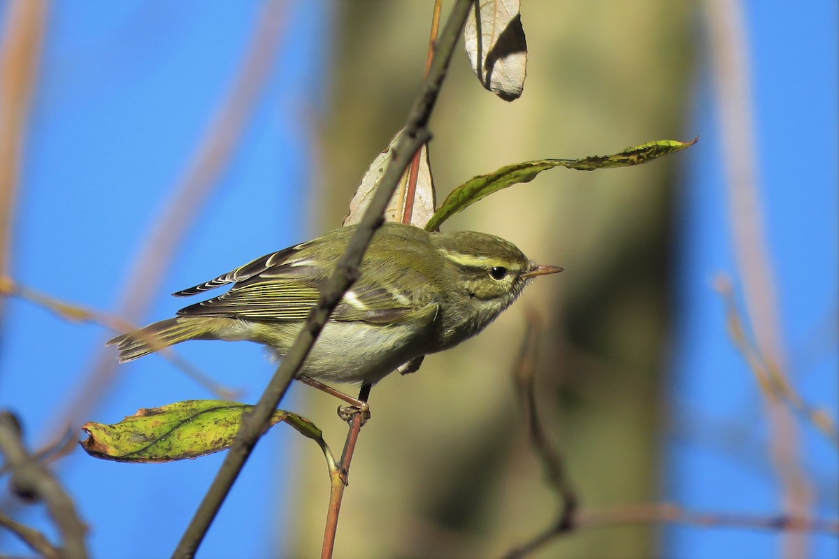 Yellow-browed Warbler - ML133571951