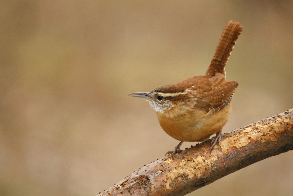 Carolina Wren - ML133572011