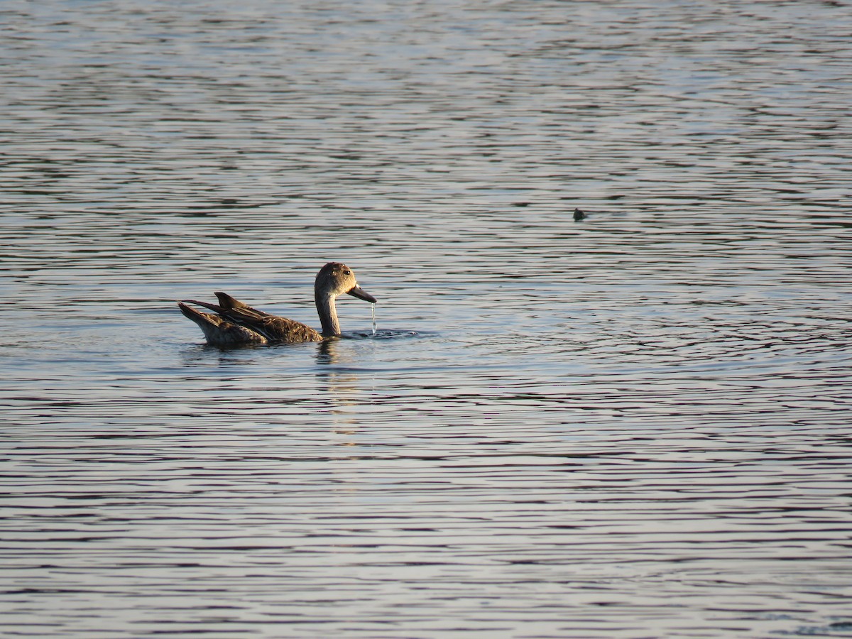 Canard pilet - ML133572711