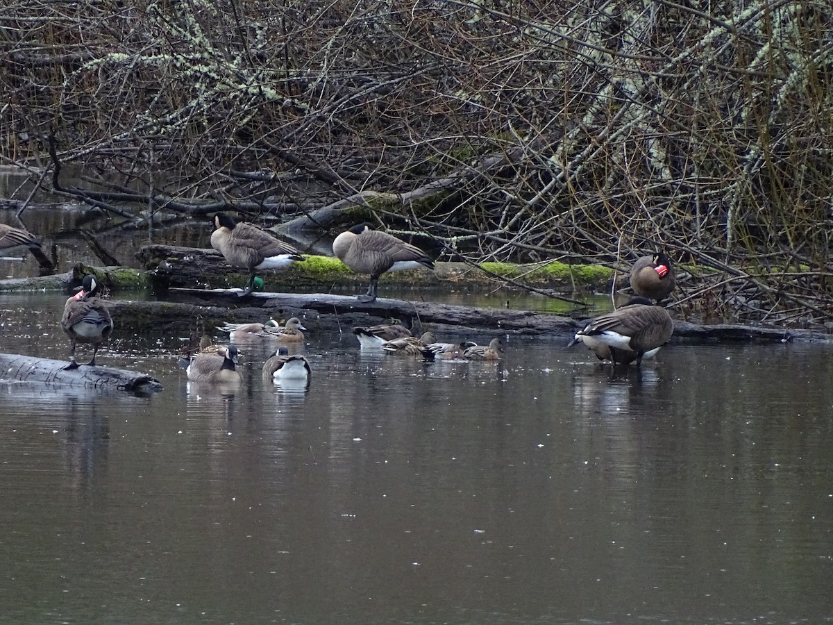 Canada Goose (occidentalis/fulva) - ML133572941
