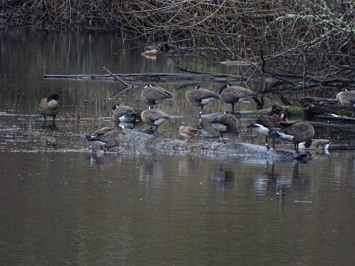 Canada Goose (occidentalis/fulva) - ML133572951